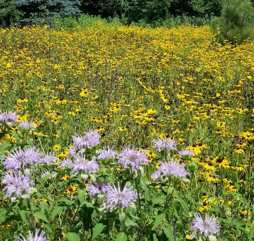Native Wildflowers