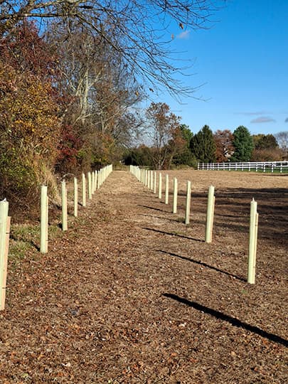 Riparian Buffer and Reforestation Restoration