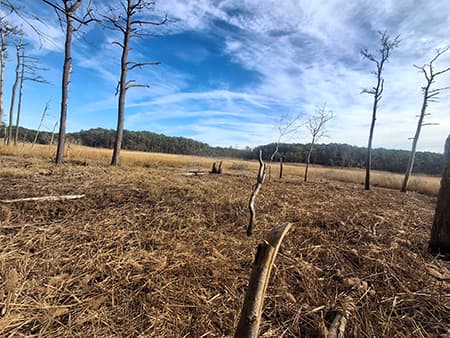 Wetland Management and Restoration