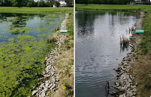 Algae Control & Prevention.